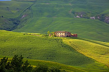 Cornfields, Crete Senesi, Tuscany, Italy