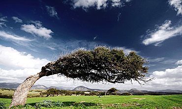 Windy trees, Sulcis, Iglesias (CI), Sardinia, Italy , Europe