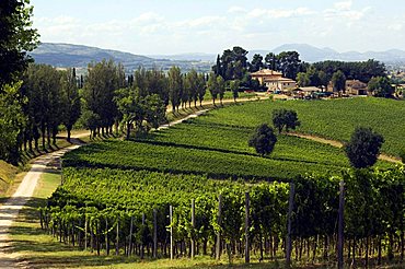 Vineyards, Cantine Arnaldo Caprai, Montefalco, Umbria, Italy, Europe