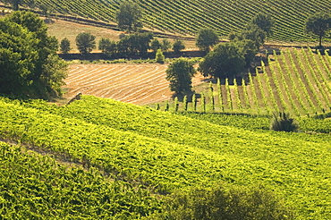 Cantina Rocca dei Fabbri, Montefalco, Umbria, Italy, Europe