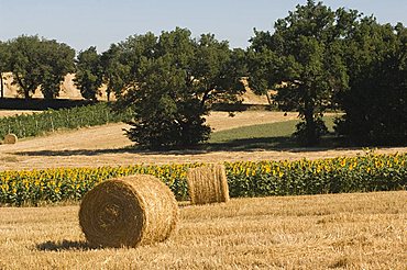 Country around Montefalco, Umbria, Italy, Europe