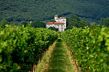 Vigneto a guiot vineyard near Maso Toresella, Toblino, Trentino Alto Adige, Italy, Europe