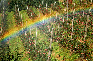 Cultivation of famous apples Stark, Valle di Non, Trentino Alto Adige, Italy, Europe