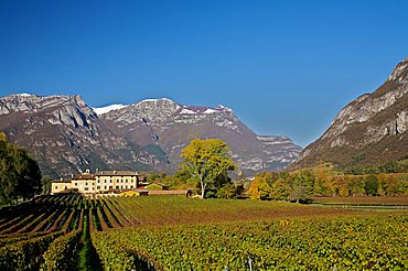 San Leonardo vineyard, Borghetto, Trentino Alto Adige, Italy, Europe