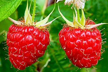 Raspberries fruits, Trentino Alto Adige, Italy, Europe