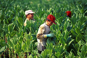 Tobacco pickers, Galatina, Lecce, Puglia, Italy