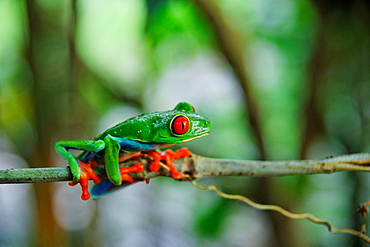 Frog Agalychnis callidryas, La Fortuna, Republic of Costa Rica, Central America