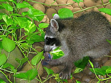 Raccoon, eating, Republic of Costa Rica, Central America