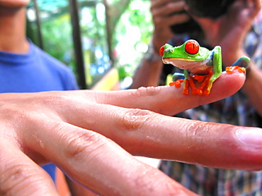 Frog Agalychnis callidryas, La Fortuna, Republic of Costa Rica, Central America