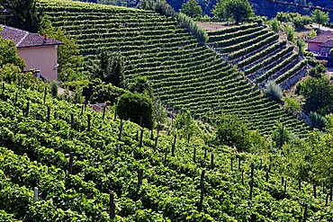 Moscato vineyards on the hills surrounding Canelli, Asti, Piedmont, Italy