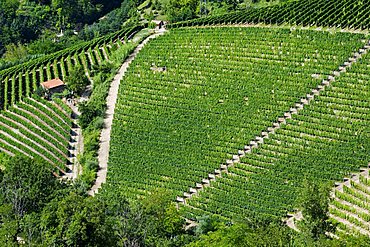 Moscato vineyards on the hills surrounding Canelli, Asti, Piedmont, Italy,Europe