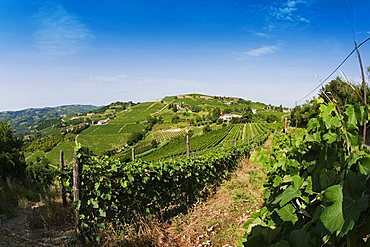 Moscato vineyards on the hills surrounding Canelli, Asti, Piedmont, Italy, Europe