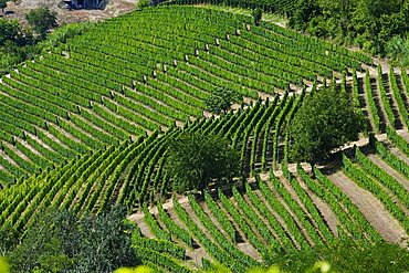 Moscato vineyards on the hills surrounding Canelli, Asti, Piedmont, Italy, Europe