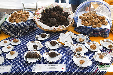 Moncalvo National  Truffle Fair, truffles (Tuber magnatum) on sales, Asti, Piedmont, Italy, Europe