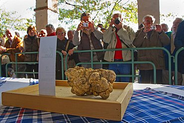 Moncalvo National  Truffle Fair, visitors taking pictures of a huge white truffle (Tuber magnatum) of the contest for the best one, Asti, Piedmont, Italy, Europe