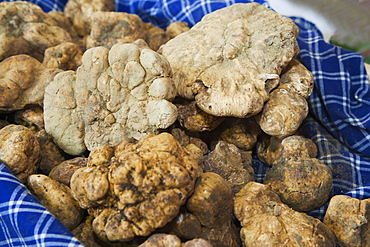 Moncalvo National Truffle Fair, a batch of big white truffles (Tuber magnatum), Asti, Piedmont, Italy, Europe