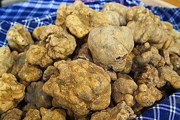 Moncalvo National  Truffle Fair, a batch of  truffles (Tuber magnatum), Asti, Piedmont, Italy, Europe