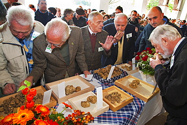 Moncalvo National  Truffle Fair,  evaluation of the white truffles (Tuber magnatum) entering the contest, Asti, Piedmont, Italy, Europe