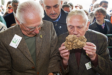 Moncalvo National  Truffle Fair,  evaluation of the white truffles (Tuber magnatum) entering the contest, Asti, Piedmont, Italy, Europe