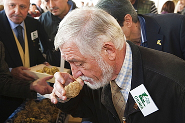 Moncalvo National  Truffle Fair,  evaluation of the white truffles (Tuber magnatum) entering the contest, Asti, Piedmont, Italy, Europe