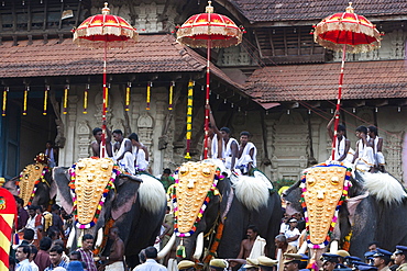 Elephant in front of the Vadakkunnathan Temple, Thrissur Pooram festival, Thrissur, Kerala, India, Asia