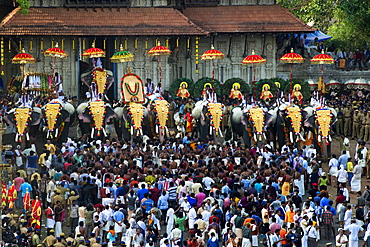 Elephant in front of the Vadakkunnathan Temple, Thrissur Pooram festival, Thrissur, Kerala, India, Asia