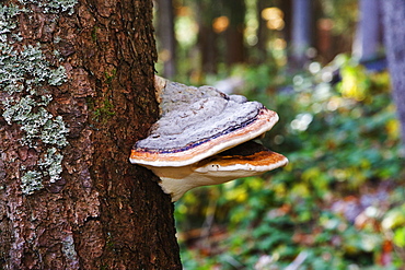 Wood mushroom, Fomitopsis pinicola, Bavarian Forest National Parck, Bavaria, Germany, Europe