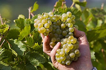 Vineyard La Source, Aymavilles, Aosta Valley, Italy, Europe