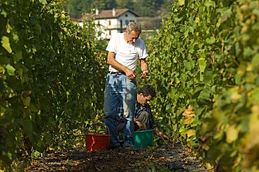 Vineyard La Source, Aymavilles, Aosta Valley, Italy, Europe