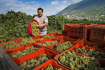 Vineyard La Source, Aymavilles, Aosta Valley, Italy, Europe