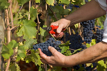 Vineyard La Source, St-Pierre, Aosta Valley, Italy, Europe