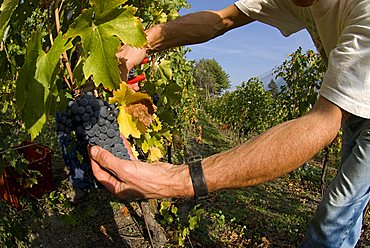 Vineyard La Source, Aymavilles, Aosta Valley, Italy, Europe