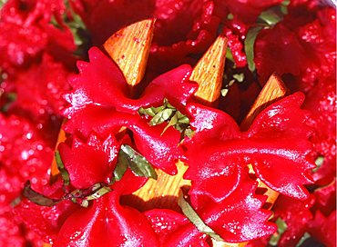 Farfalle rosa, Sicily, Italy