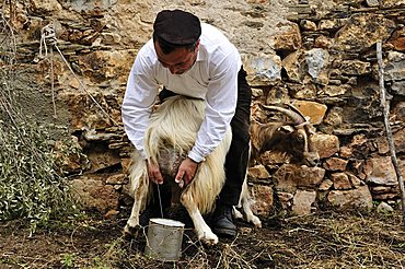 Traditional milking, Baunei, Sardinia, Italy, Europe