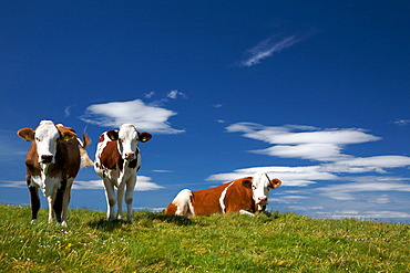 Cows grazing, Malga Lavachione, Lessini mountain, Trentino Alto Adige, Italy, Europe