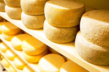 Caciotta cheese, Tomaselli dairy, Strigno, Valsugana, Trentino Alto Adige, Italy, Europe