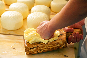 Fresh butter, Tomaselli dairy, Strigno, Valsugana, Trentino Alto Adige, Italy, Europe