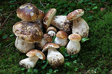 Boletus edulis mushroom, Lessini mountain, Trentino Alto Adige, Italy, Europe