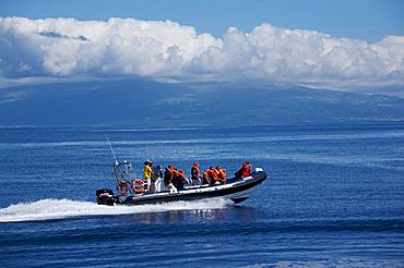 Dolphin watching in Atlantic ocean, Fajal, Azores Island, Portugal, Europe
