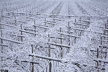 Ala village city during snowfall, Vallagarina, Trentino