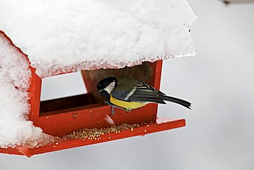 Tit mouse during snow, Vallagarina, Trentino, Italy, Europe