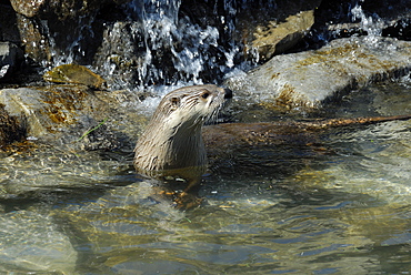 North American River Otter, Lutra canadensis, South Coast, Gaspe peninsula, Quebec, Canada, North America