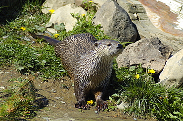 North American River Otter, Lutra canadensis, South Coast, Gaspe peninsula, Quebec, Canada, North America