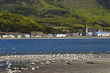 Colony of gulls, Gaspesie, Gaspe peninsula, Quebec, Canada, North America