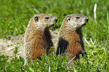 Groundhog, Marmota monax, East Coast, Gaspesie, Gaspe peninsula, Quebec, Canada, North America