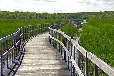 Wood bridge in the swamp, Oka National Park, Quebec, Canada