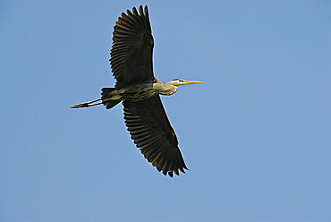 Great Blue Heron, Ardea herodius, Saint Lawrence River, Quebec, Canada, North America