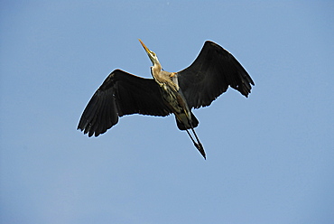 Great Blue Heron, Ardea herodius, Saint Lawrence River, Quebec, Canada, North America