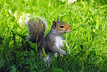 Eastern gray squirrel, Sciurus carolinensis, Saint Lawrence River, Quebec, Canada, North America