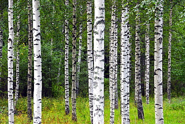 Birch forest, Linnansaari National Park, Southern Savonia and Northern Savonia, Finland, Scandinavia, Europe